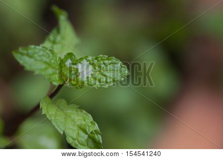 Mint. Fresh mint on a table closeup.