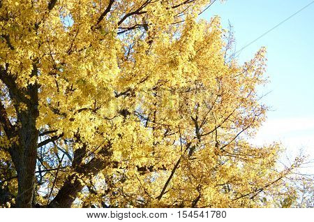 Oak tree with yellow leaves during Autumn