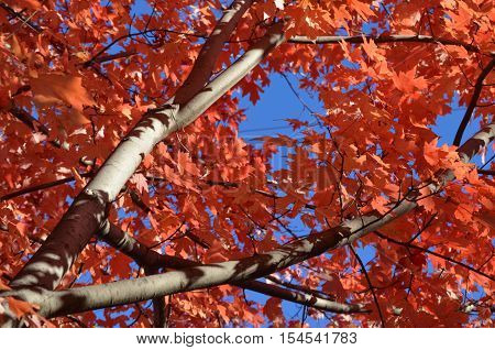 Beech tree with red leaves and blue sky during Autumn