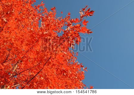 Tree with red leaves against blue sky during Autumn