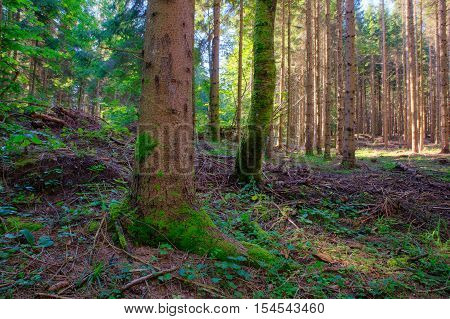 View of Spruce forest in Kočevski Rog called also Kočevje Rog Slovenia