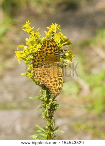 Orange and black butterfly on blooming goldenrod solidago close-up with bokeh background selective focus shallow DOF