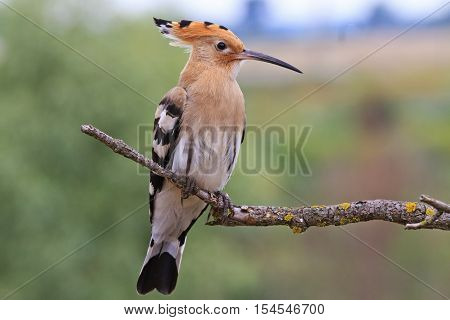 Upupa epops sitting on a dry branch, bird disappears, rare bird, beautiful bird