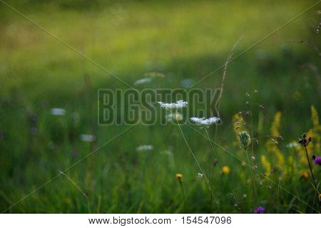 View of countryside flower with bokeh effect