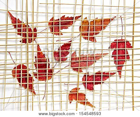 Bright Red And Yellow Multicolor Pressed Decorative Maple Leaves Under The Grate Of Straw Photo Mani