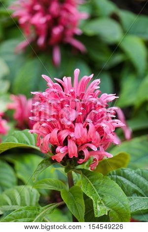 Beautiful Brazilian Blume flowers in nature background