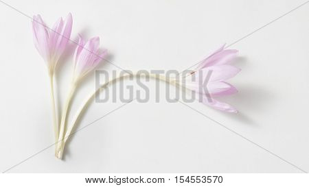 Studio Shot of Lilac Colhicum Flowers Isolated on White Background.