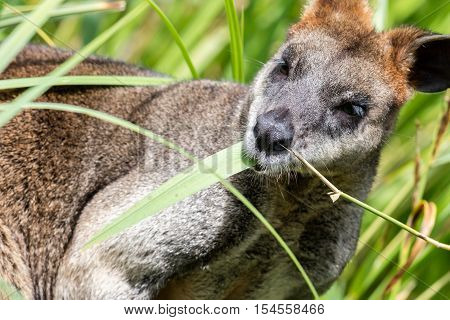 Close-up Of A Parma Wallaby