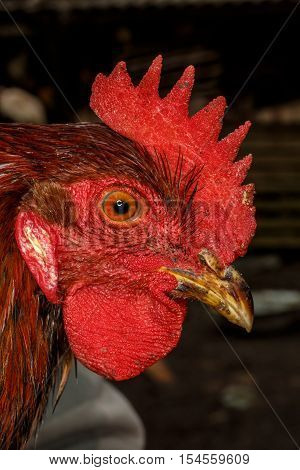 red rooster head close planom.Ptichy yard .