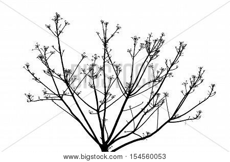 Bare branches on the white pale evening sky.
