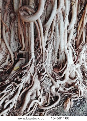 The Root Of The Tree
