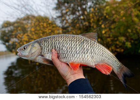 Great chub in fisherman's hand, autumn river