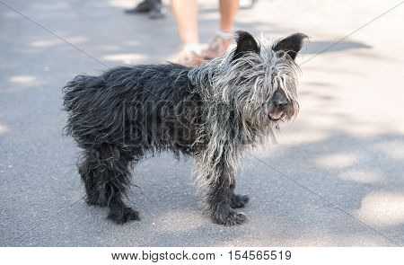 Black mongrel dog in the street detail