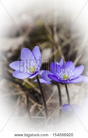 some early blossoming blue anemones or liverleaves