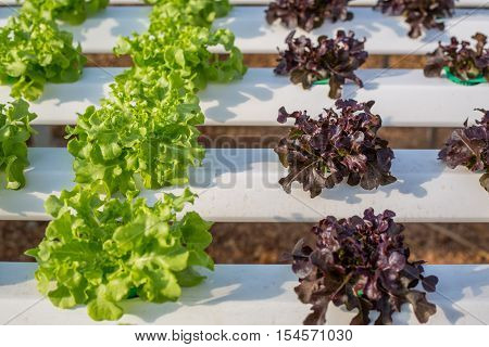 Hydroponics method of growing plants using mineral nutrient solutions in water without soi Hydroponics plant.