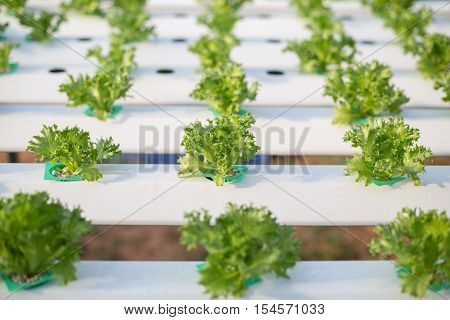 Hydroponics method of growing plants using mineral nutrient solutions in water without soi Hydroponics plant.