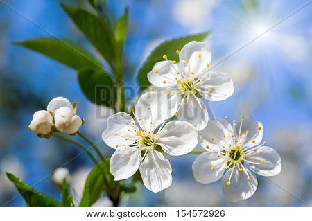 White Blossoming Cherry Tree Twig