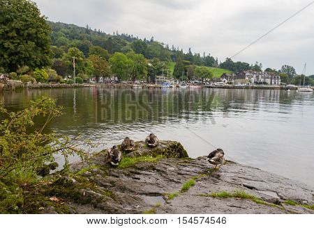 Ducks Sitting on Rocks in Ambleside on Lake Windermere Cumbria UK