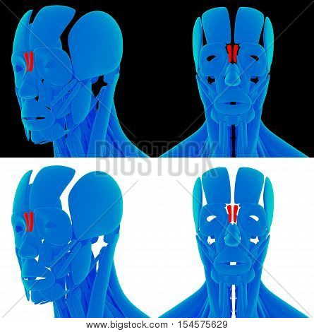 3D rendering medical illustration of the procerus