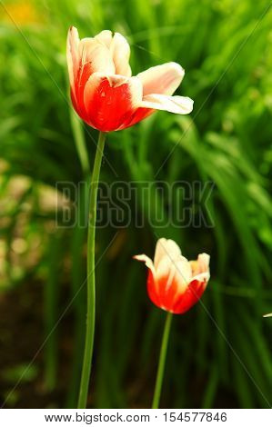 Flower tulips background. Beautiful view of red tulips under sunlight landscape at the middle of spring. red tulips field of tulips tulips cute colorful tulips petals amazing tulips