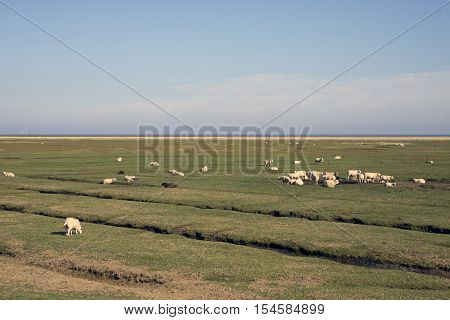 Sheep graze in front of the dike on Mando close to the Danish Wadden Sea. Danish national park under UNESCO World Heritage.