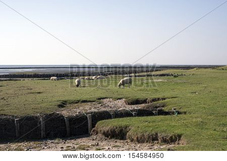 Sheep graze in front of the dike on Mando close to the Danish Wadden Sea. Danish national park under UNESCO World Heritage.