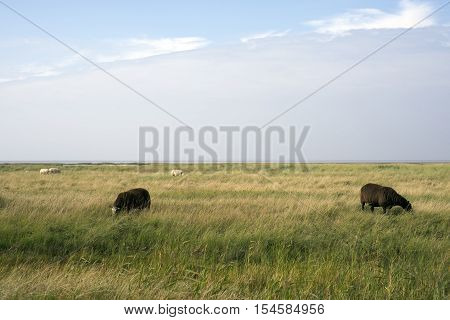 Sheep graze in front of the dike on Mando close to the Danish Wadden Sea. Danish national park under UNESCO World Heritage.