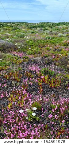 Summer Blossoming Shore.