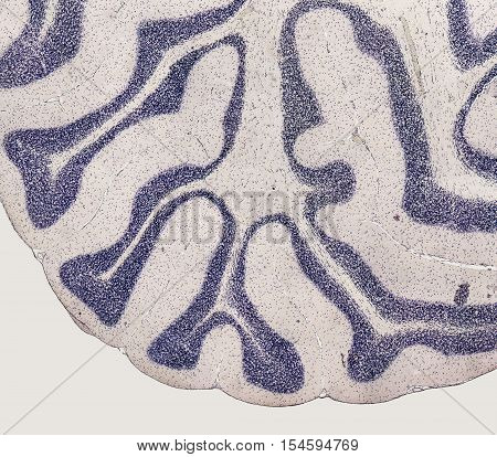 microscopic detail showing the brain of a rat