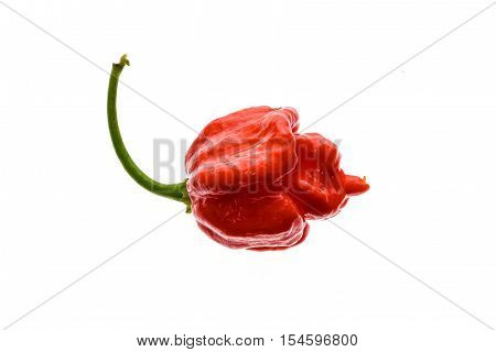 Fresh Ripe Trinidad Scorpion Moruga Hot Chili Pepper.