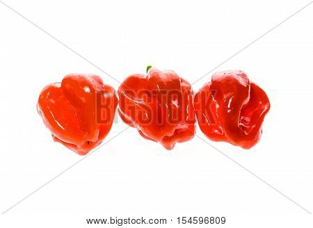 Fresh Ripe Caribbean Red Habanero Hot Chili Pepper