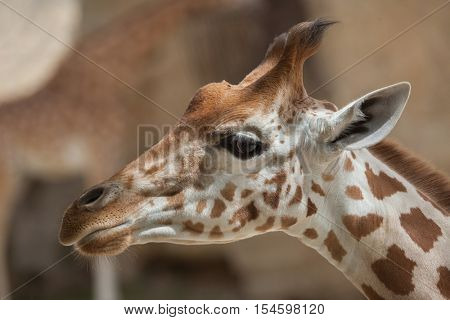 Kordofan giraffe (Giraffa camelopardalis antiquorum), also known as the Central African giraffe. Wildlife animal. 