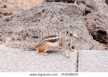 Ground Squirrel Atlantoxerus Getulus