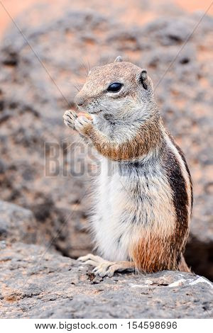 Ground Squirrel Atlantoxerus Getulus