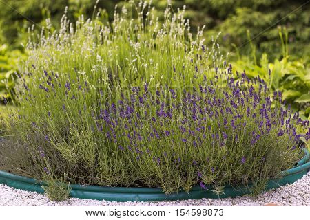 Flowers Lavender bush in pot on summer day in garden