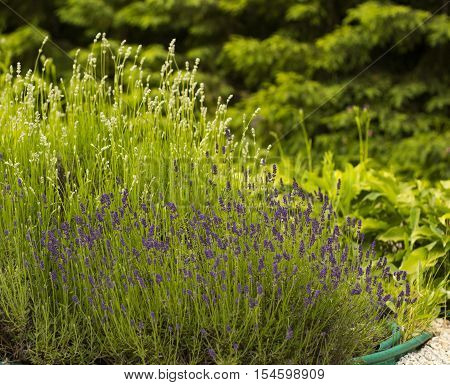 Flowers Lavender bush in pot on summer day in garden