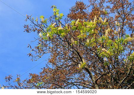 Natural anomaly. Chestnut white blossom on autumn