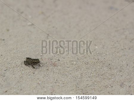 Little land dark gray frog on road