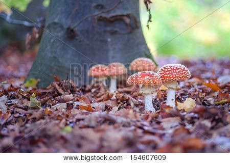 The red and white poisonous toadstool or mushroom called Amanita Muscaria or Fly Agaric