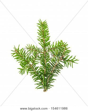 Pine sprig. Branches of christmas tree isolated on white background. Fresh green fir branches