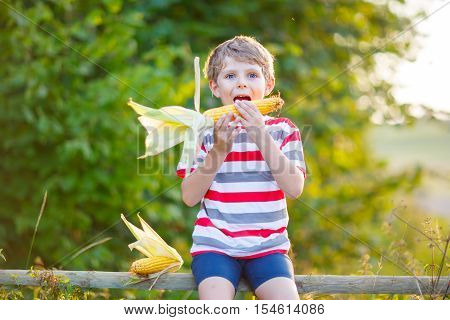 Happy preschool kid boy with glasses holding ears of corn on farm in field, outdoors. Funny child hild having fun with farming and gardening of vegetable. Harvest, Thanksgiving Day.
