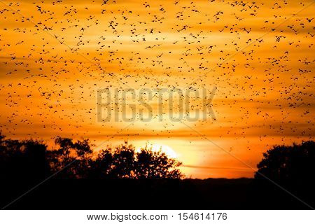 Flock of starlings (Sturnus vulgaris) in front of sunset. Murmuration at dusk fills sky with huge numbers of birds at Ham Wall National Nature Reserve in Somerset UK