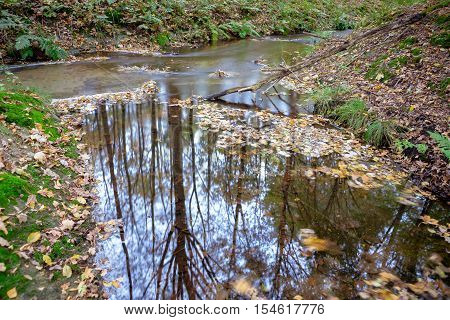 flowing water in stream long shutter Dutch autumn forest Voorsterbos Waterloopbos
