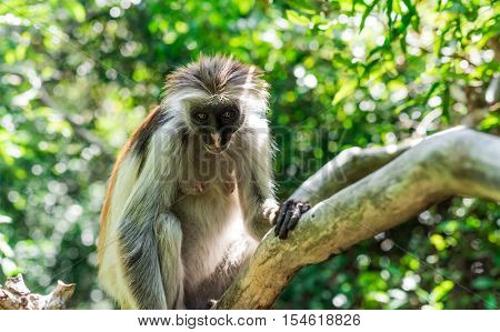 curious colobus monkey on a tree in monkey forest, Zanzibar