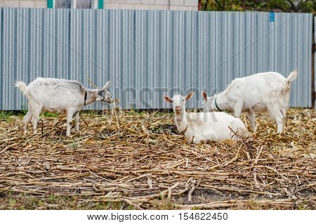 Two goats eating grass one goat looking at the camera white goats at the village in a cornfield goats on autumn grass