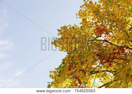 The tops of the trees golden autumn