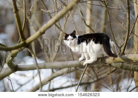 Cute Cat At Winter