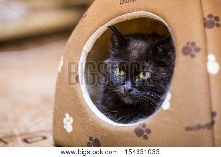 Cat watching from his very cozy home.