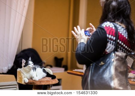 Beautiful cat looking and posing in front the camera