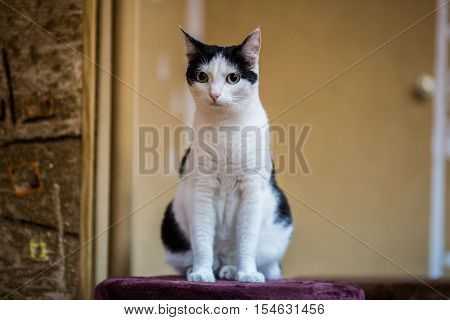 Beautiful cat sits on a yellow background.
